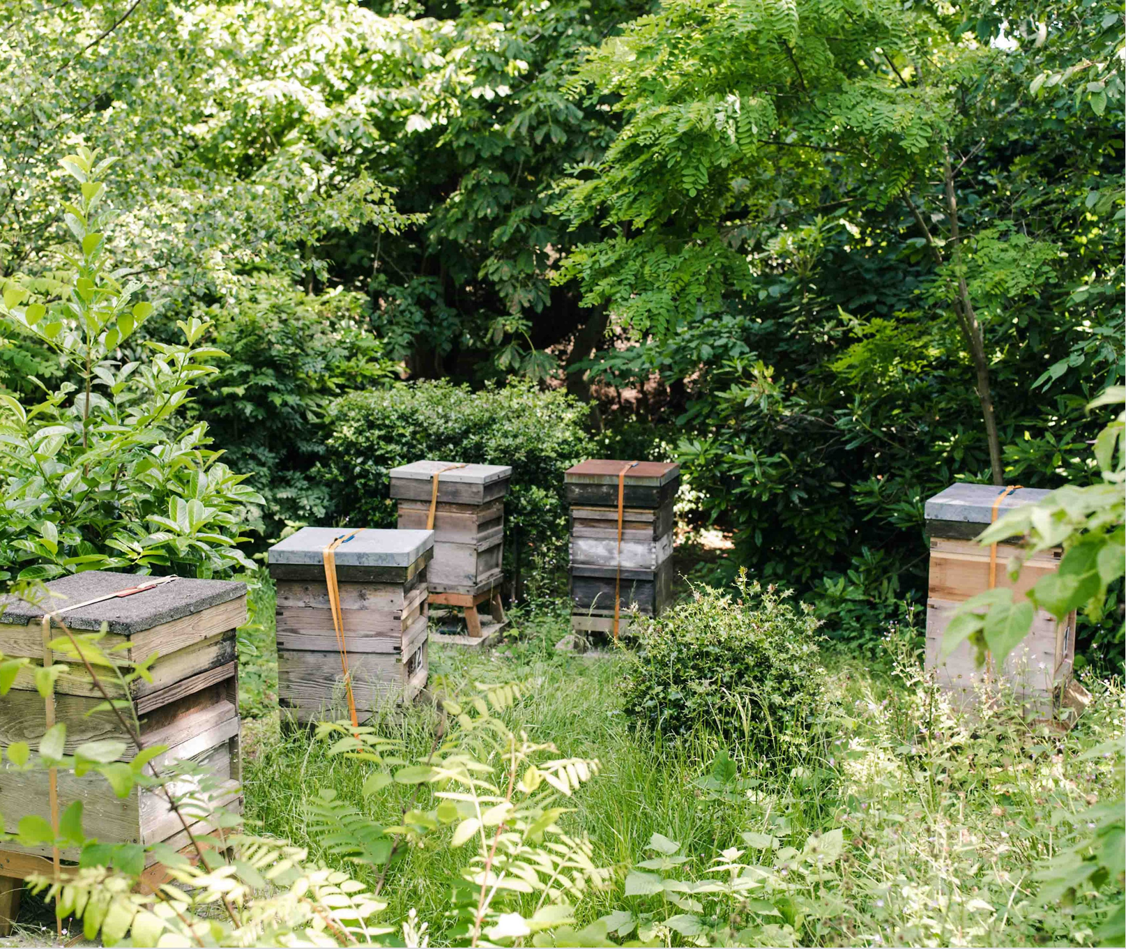 Bournemouth's beehives.