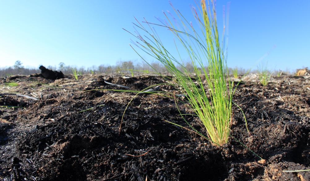 LongleafPine