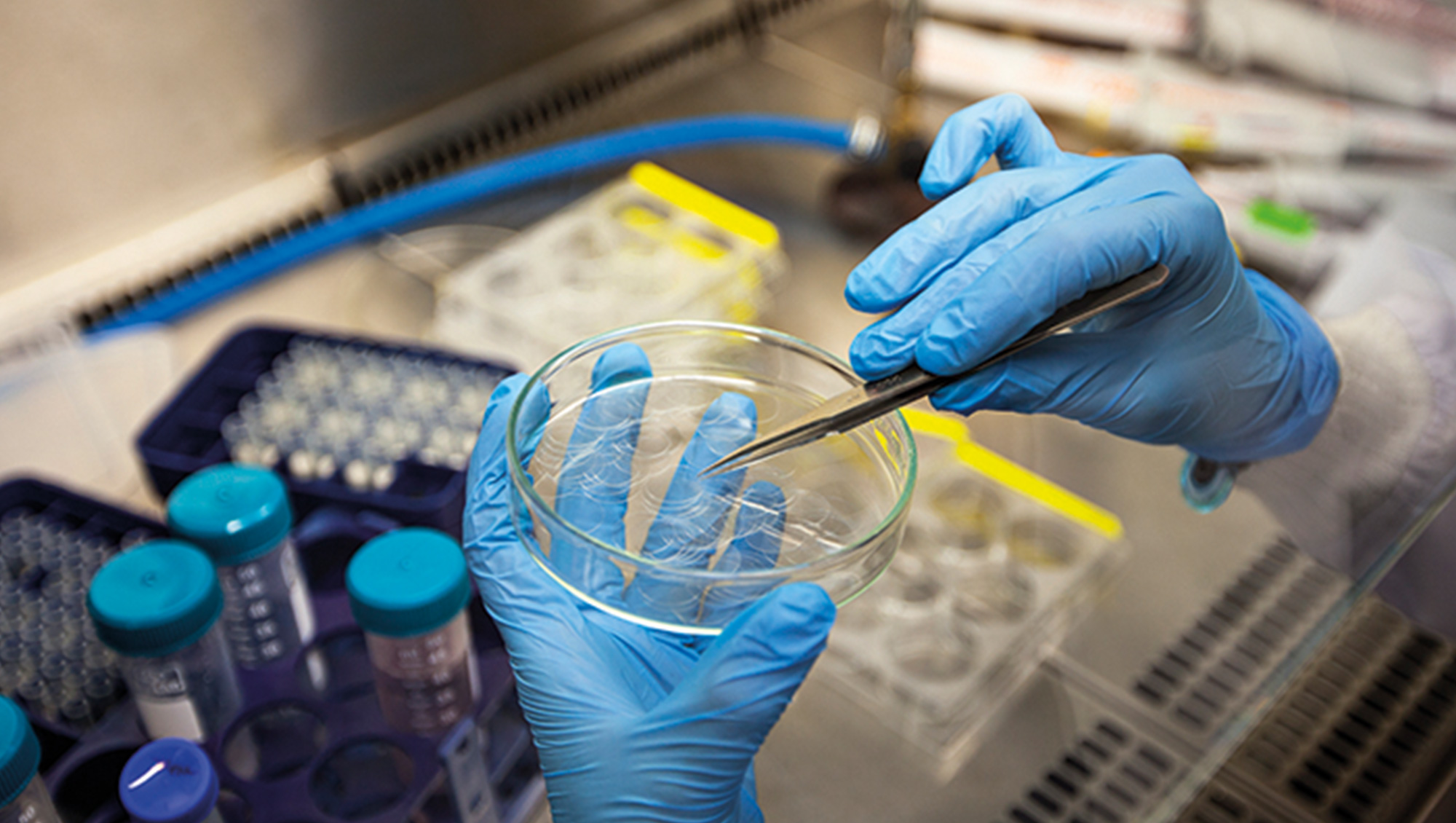 Hands in a lab working on a petri dish