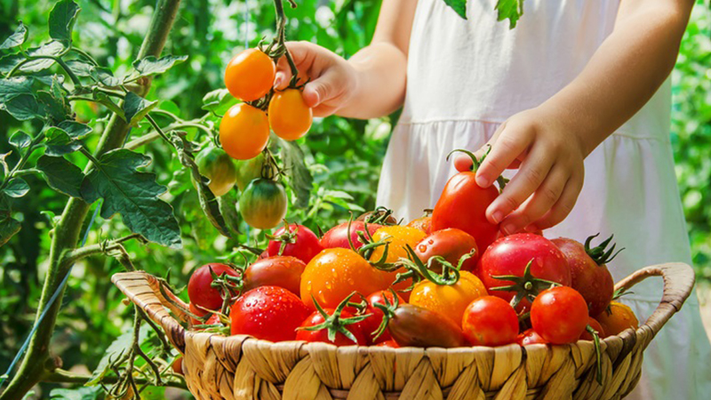Image of harvesting tomatos