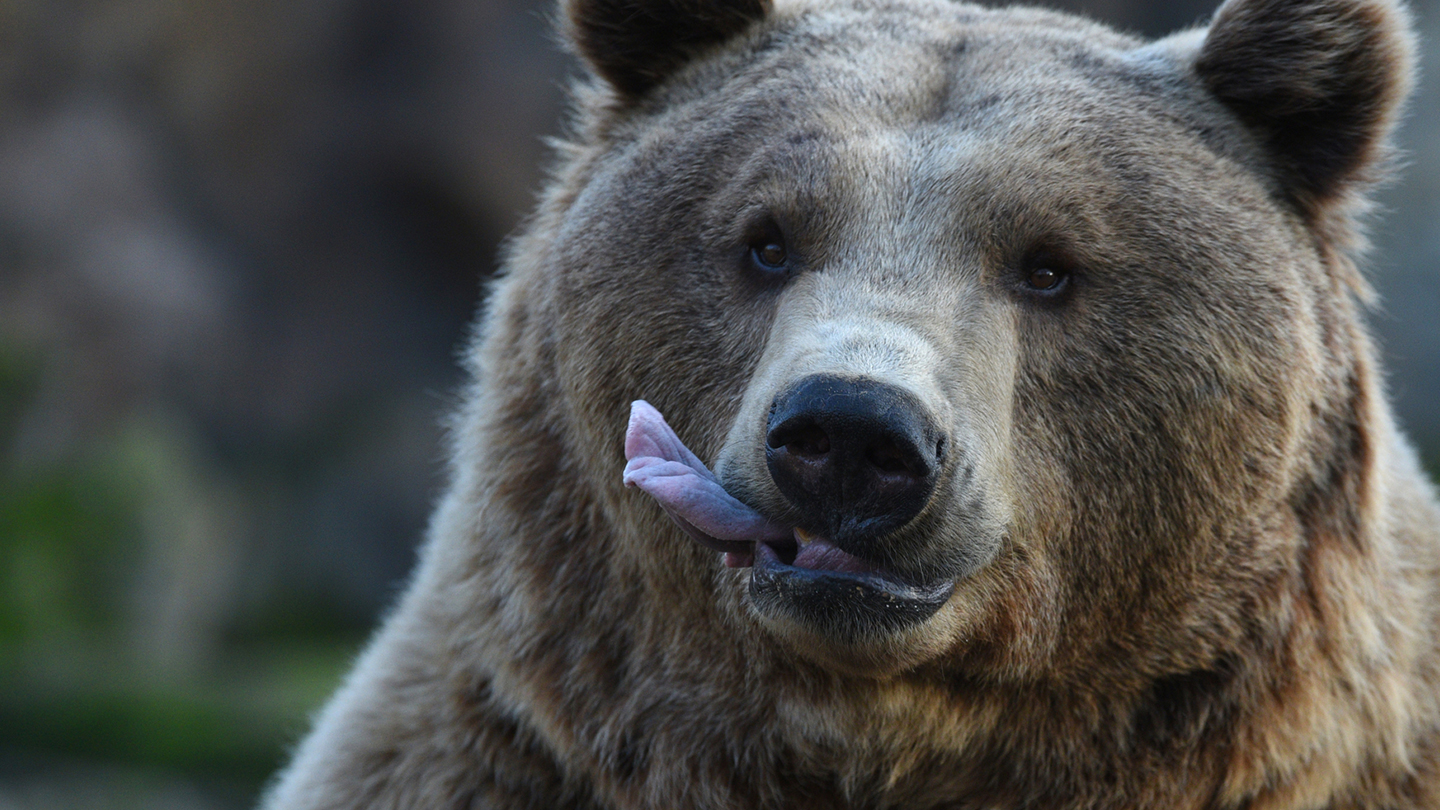 MADRID, SPAIN - 2018/12/27: A Brown bear seen waiting for food at Madrid zoo. The brown bear (Ursus arctos) is the largest terrestrial carnivore. In wildlife it is distributed across much of northern Eurasia and North America. It remains listed as a least concern species by the IUCN with a total population of approximately 200,000. (Photo by John Milner/SOPA Images/LightRocket via Getty Images)