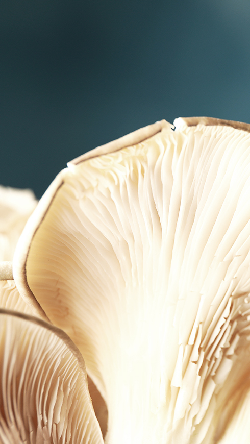 Mushroom