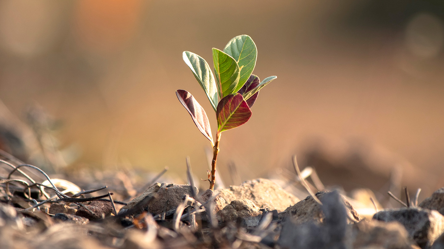 Plant growing in the soil