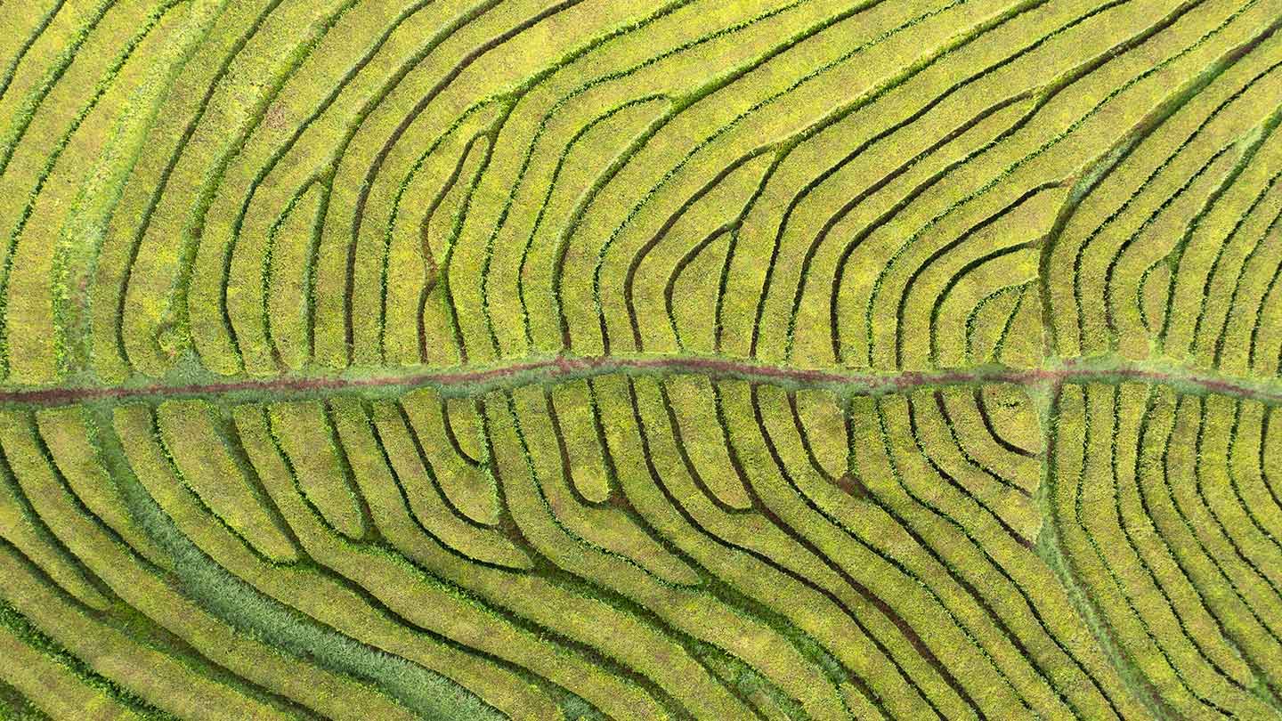 Aerial view of a tea farm