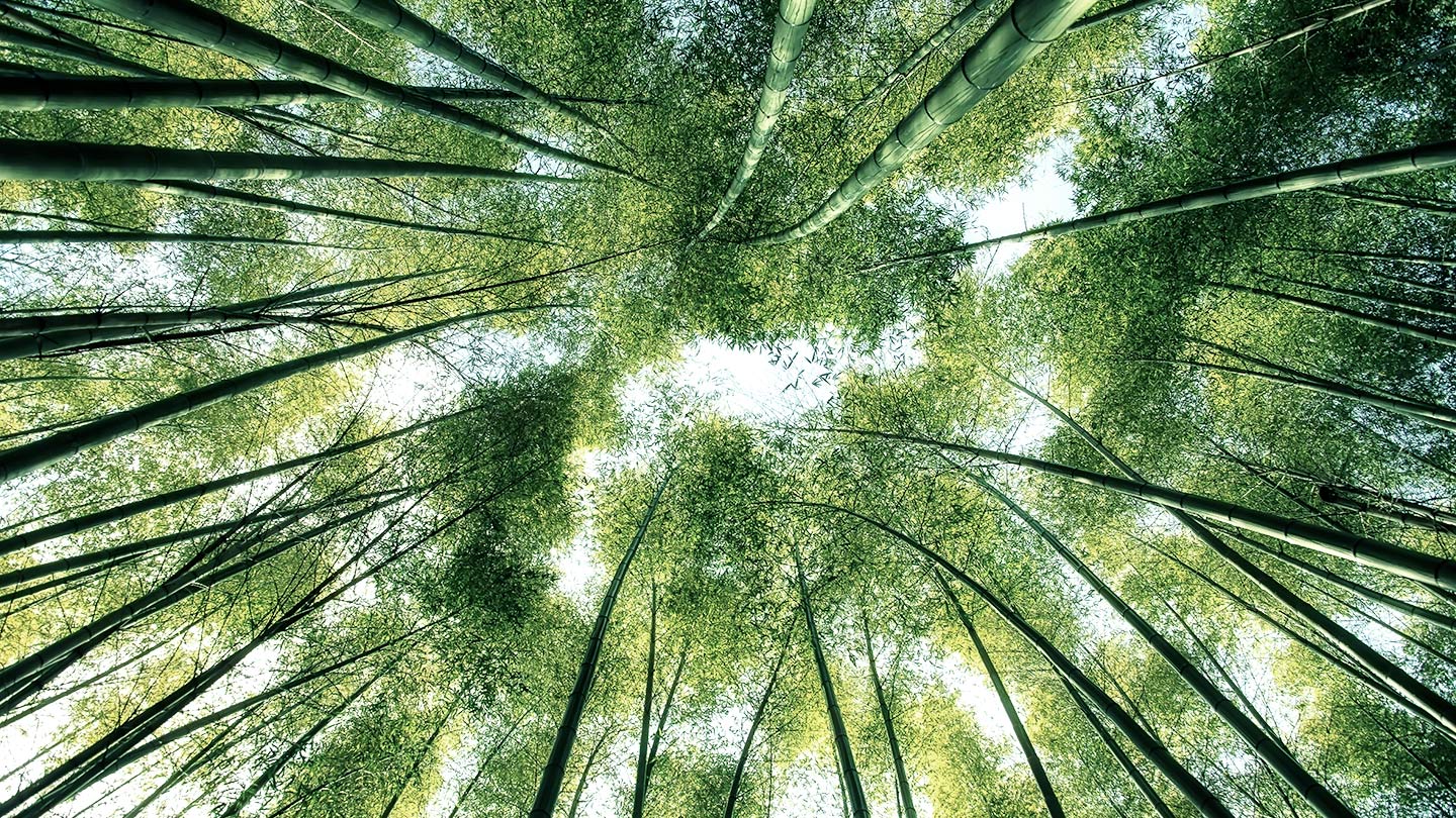 View looking up at tree tops