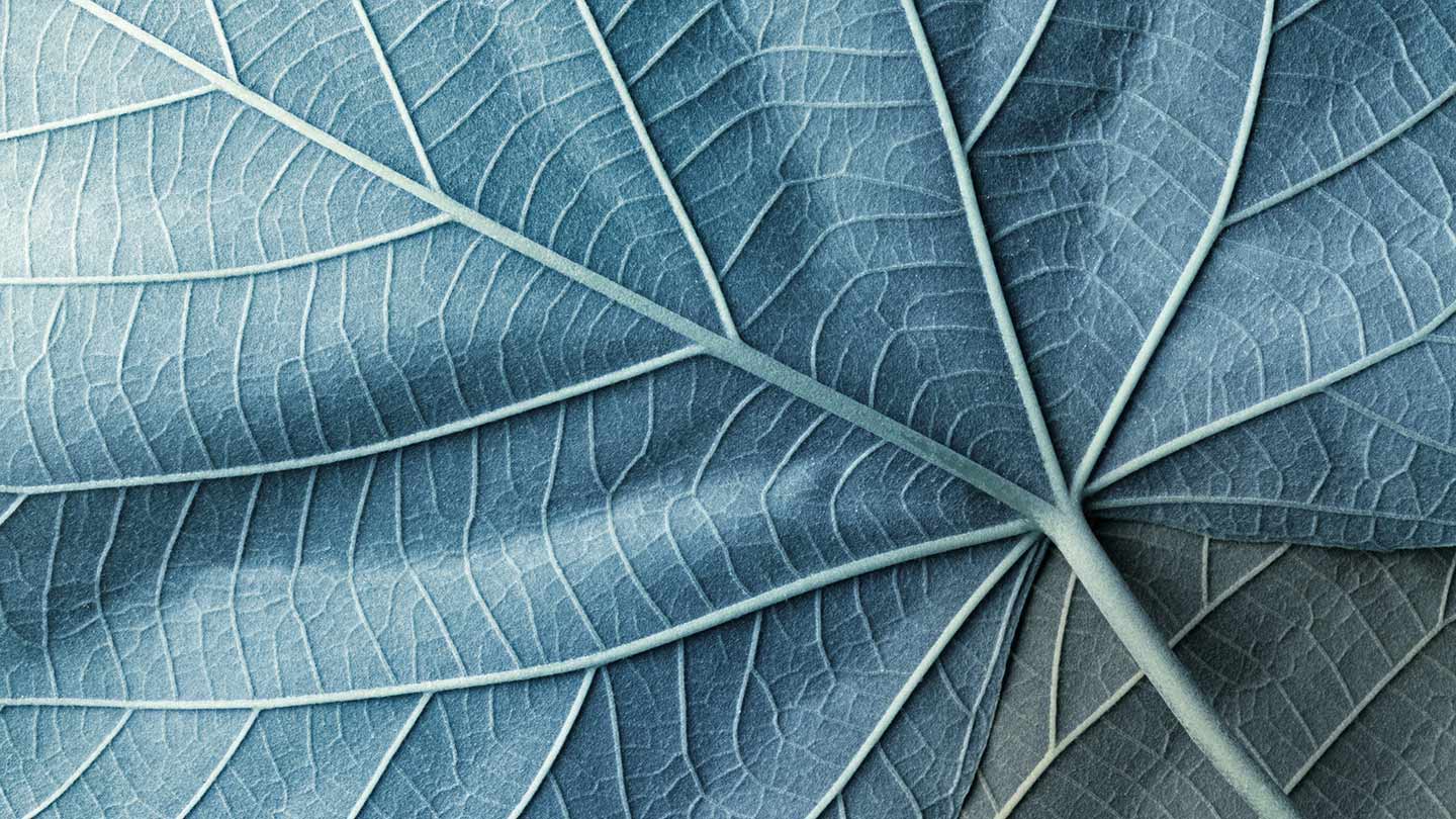 leaf banner