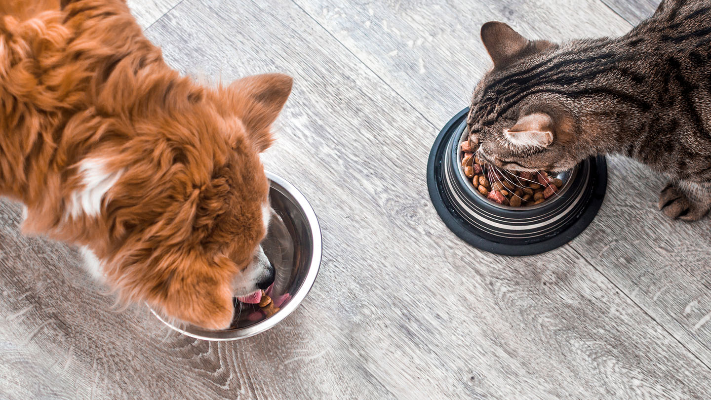 Durable flooring is in view while a dog and cat eat from their dinner bowls