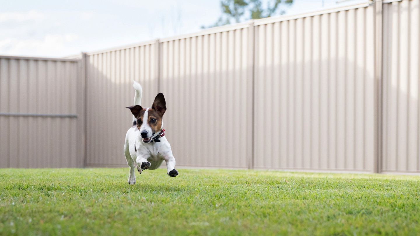 Dog running in fenced-in area