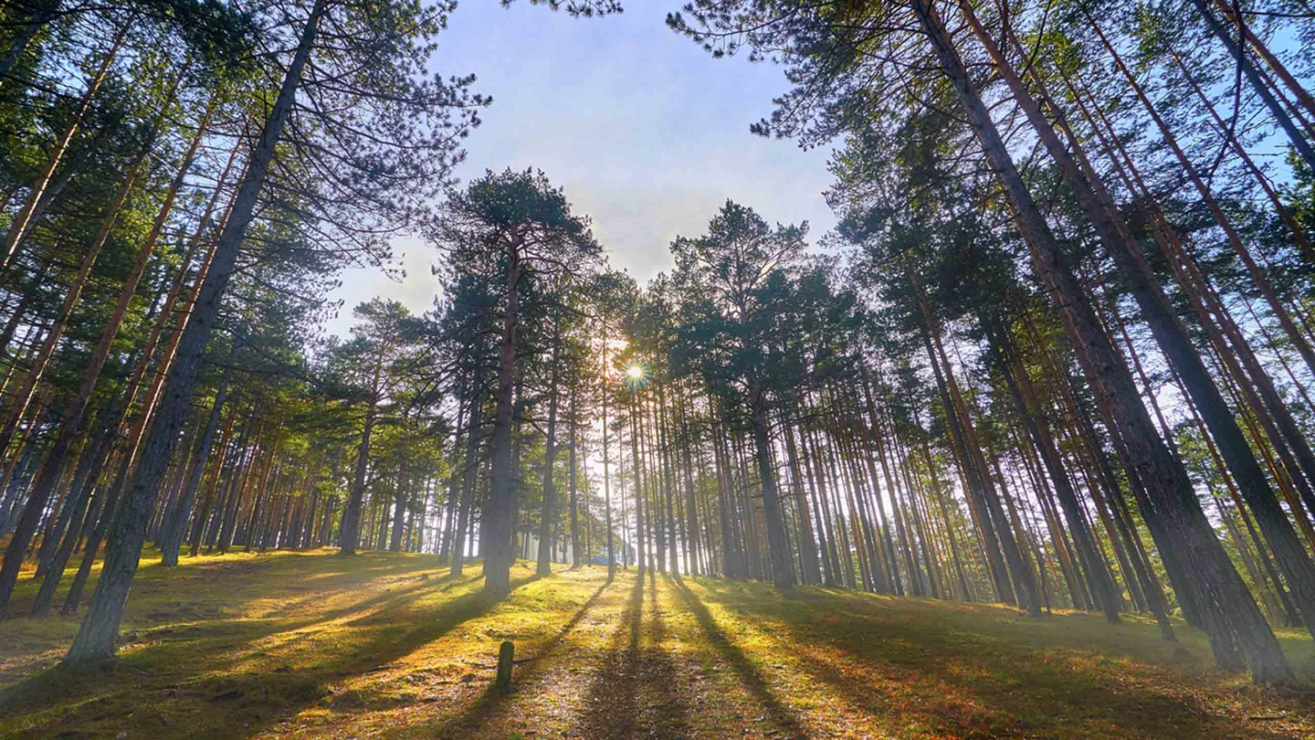 Stunning beauty of pine forest. Zlatibor, Serbia.