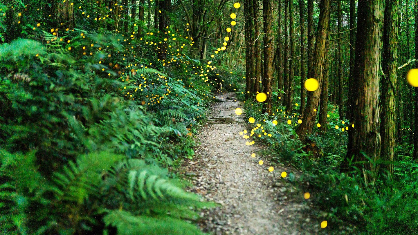 Fireflies glowing in the forest at night in rural Japan