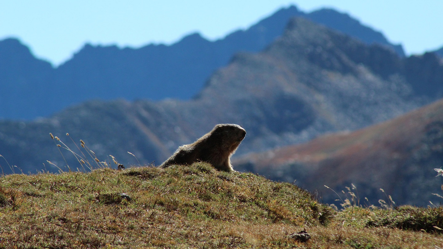 beautiful marmot in Ceresole Reale